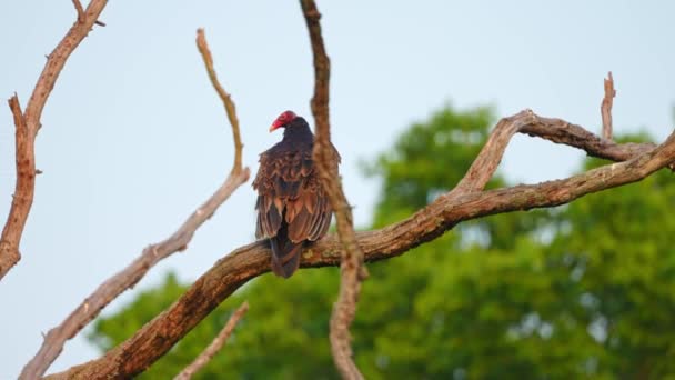 Γαλοπούλα Ξερό Κλαδί Δέντρου Κοντινό Πλάνο Ενός Turkey Vulture Στο — Αρχείο Βίντεο