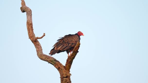 Turkey Vulture Dry Tree Branch Close Turkey Vulture Perching Point — Stock Video