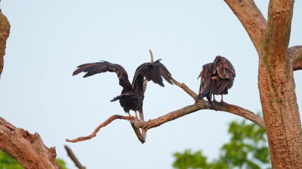 Krůtí Sup Masožraví Krkavčí Ptáci Odpočívající Slunci Kanadská Divoká Zvěř — Stock video
