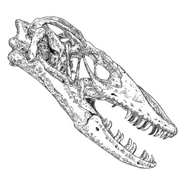 Komodo ejderha kertenkele kafatası. Büyük dişli Anguimorflar. Su monitörleri, gila canavarı ya da yavaş solucanlar. Sürüngen kafa kemikleri. Asya su monitörü veya Varanus. Vektör.