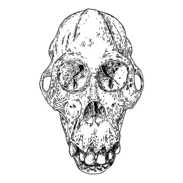 Cráneo Orangután Cráneo Orangután Cráneo Mono Dibujado Mano Aislado Blanco — Archivo Imágenes Vectoriales