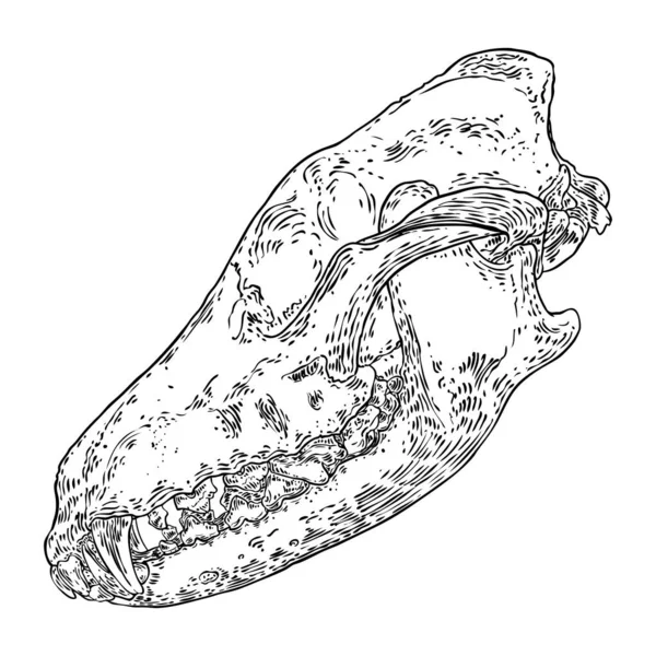 コヨーテの頭蓋骨かオオカミの頭蓋骨 死んだ動物の骨ヘッド彫刻手描き オオカミ コヨーテの捕食者 森の野生動物たち ベクター — ストックベクタ