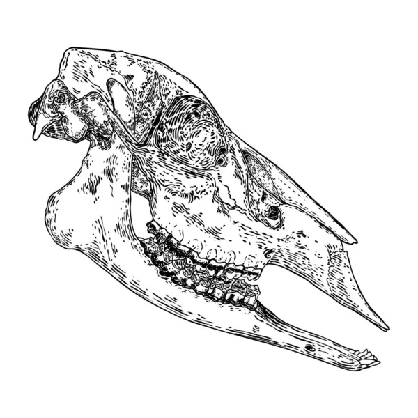 Caribou 동물의 두개골 그리기 스트로크 두개골을 스케치 벡터는 — 스톡 벡터