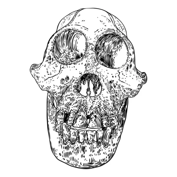 オランウータンの頭蓋骨またはオランウータンの頭蓋骨 白で隔離されたサル頭蓋骨手 偉大な猿の頭蓋骨のスケッチを描画する ウィッチクラフト ハロウィーン オカルト主義 民俗的属性 ベクター — ストックベクタ
