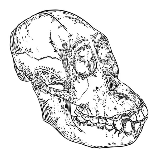 Orangutan头盖骨或Orang Utan头盖骨 猴子头盖骨手绘 被白色隔离 大猿头骨的绘画草图 万圣节 神秘主义 神话和民间传说属性 — 图库矢量图片