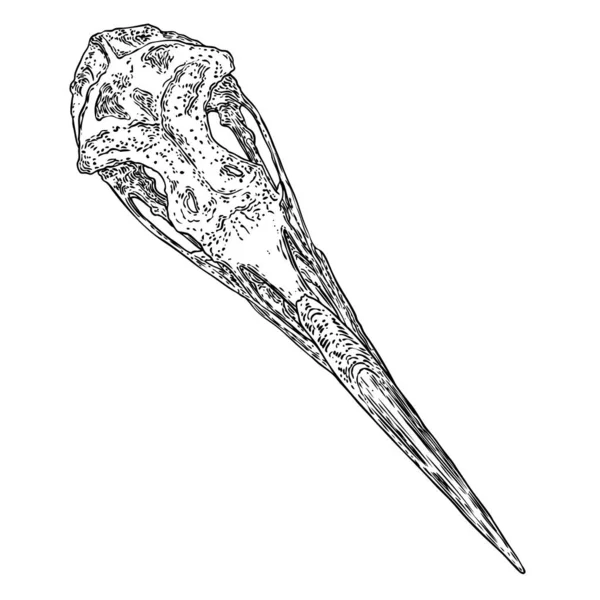 Reiherschädel Handgezeichneter Vogelschädel Linienzeichnung Eines Albatrosskopfes Zeichnung Von Vogelkopfknochen Hand — Stockvektor