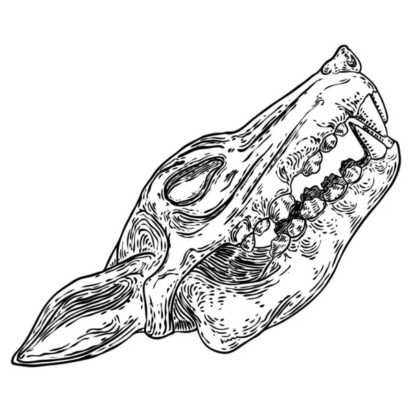 Cráneo Coyote Cráneo Lobo Hueso Animal Muerto Cabeza Grabado Dibujo — Archivo Imágenes Vectoriales