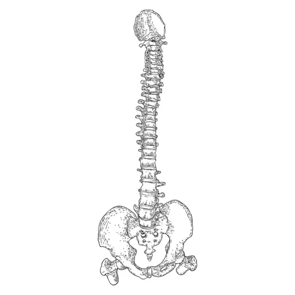 Anatomie Der Menschlichen Wirbelsäule Mit Bandscheiben Hals Brust Lendenwirbeln Und — Stockvektor