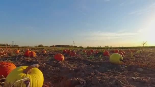 Grandes Abóboras Laranja Contra Sol Fazenda Outono Panning Panorama Paisagem — Vídeo de Stock