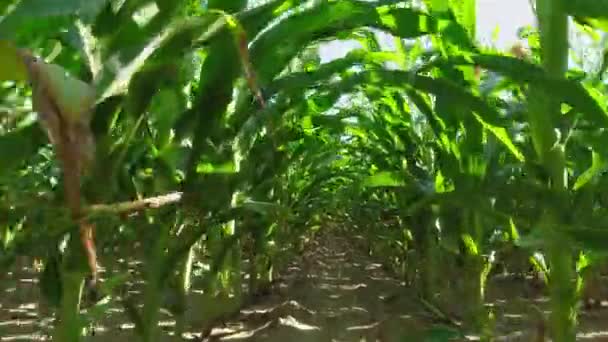 Кукуруза Крупным Планом Сельскохозяйственное Поле Молодые Зеленые Кукурузные Культуры Ростки — стоковое видео