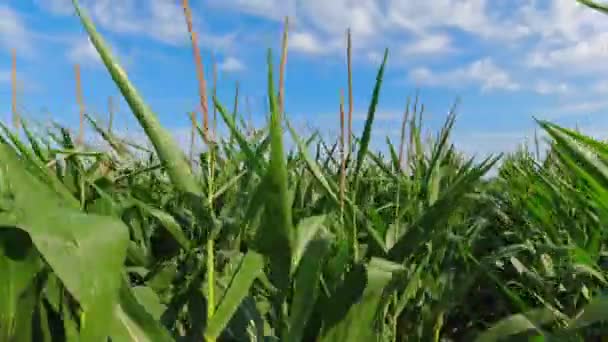 Крупним Планом Вид Зелене Красиве Свіже Листя Кукурудзи Блакитне Небо — стокове відео