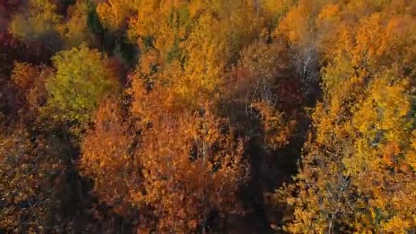 Superbe Beauté Automnale Nature Canadienne Dans Une Perspective Aérienne Couper — Video