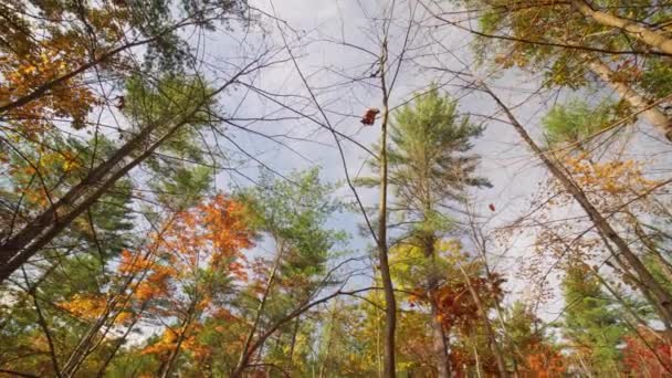 Kanada Nın Ontario Eyaletindeki Cobourg Kasaba Ormanının Sonbahar Renklerinde Panoraması — Stok video