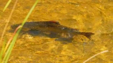 Somon balıkları yüzüyor ve atlayan şelaleler, yavaş çekim. Chinook somonu Ganaraska Nehri, Corbett Barajı, Port Hope, Ontario, Kanada 'da yumurtlayıp göç etmiş. Somon yumurtlamak için koşar..
