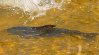 Ganaraska Nehri, Corbett Barajı, Port Hope, Ontario, Kanada 'nın sığ sularında somon yumurtlama. Chinook ya da Atlantik somonlarının nehre atladığı büyük vahşi bir okulun yavaş çekimleri..