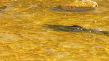 Chinook somonlarının yumurtlama yeri için Ganaraska su nehrinin yukarısına göç etmesi yavaş bir harekettir. Somon balığı yumurtası olan bir şelale. Corbett Barajı, Port Hope, Ontario, Kanada.