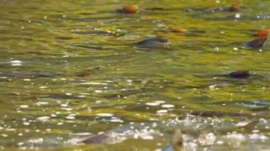 Somon balıkları yüzüyor ve atlayan şelaleler, yavaş çekim. Chinook somonu Ganaraska Nehri, Corbett Barajı, Port Hope, Ontario, Kanada 'da yumurtlayıp göç etmiş. Somon yumurtlamak için koşar..