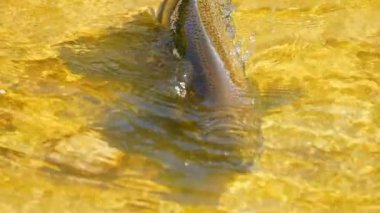Somon balıkları yüzüyor ve atlayan şelaleler, yavaş çekim. Chinook somonu Ganaraska Nehri, Corbett Barajı, Port Hope, Ontario, Kanada 'da yumurtlayıp göç etmiş. Somon yumurtlamak için koşar..