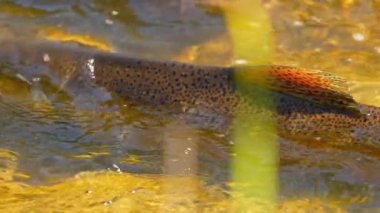 Somon yumurtlaması, yetişkin somonlar yumurtalarını bırakmak için doğal, tatlı su yaşam alanlarına geri dönerler. Balıklar akıntıya karşı güçlü şelalelere karşı yüzerler. Ganaraska Nehri, Corbett Barajı, Port Hope, Ontario.