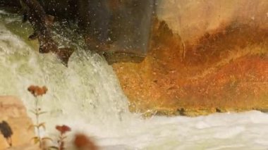 Somon balıkları yüzüyor ve atlayan şelaleler, yavaş çekim. Chinook somonu Ganaraska Nehri, Corbett Barajı, Port Hope, Ontario, Kanada 'da yumurtlayıp göç etmiş. Somon yumurtlamak için koşar..