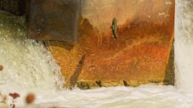 Atlantik ya da Chinook somonu Ganaraska nehrinin yukarısına yumurtlamak için yavaş çekimde ilerliyor. Somon balığı yumurtlama sahasına geri döner. Corbett Barajı, Port Hope, Ontario, Kanada. Somon yumurtlamak için koşar.