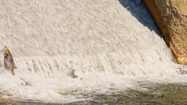 Gerakan Lambat Dari Salmon Chinook Bermigrasi Hulu Sungai Air Ganaraska — Stok Video