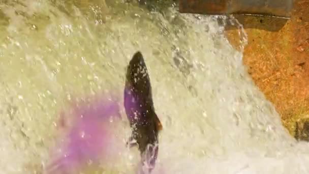 연어가 번식하고 연어가 자연스럽고 서식지로 돌아와 낳습니다 물고기는 강력한 폭포에 — 비디오
