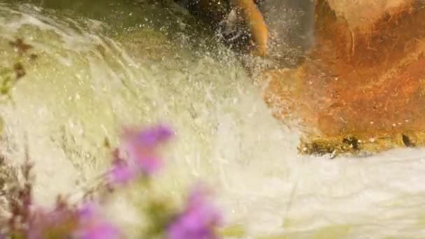 Лосось Плавает Прыгает Через Водопады Замедленное Движение Спаун Миграция Китайского — стоковое видео