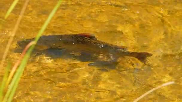 Ψάρια Σολομού Κολυμπούν Και Πηδούν Καταρράκτες Αργή Κίνηση Spawn Migrating — Αρχείο Βίντεο