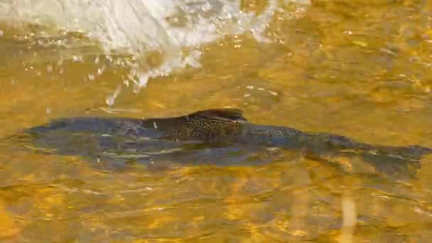 Spawning Salmon Shallow Stream Ganaraska River Corbett Dam Port Hope — Stock Video