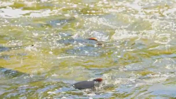 대서양이나 치누크 연어는 가나라스카 상류로 올라가서 움직임으로 새끼를 낳았습니다 물고기 — 비디오