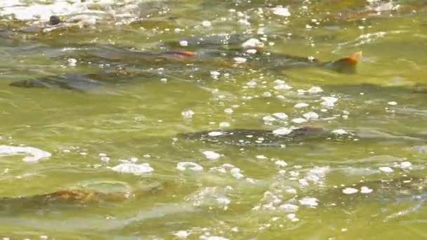 상류에 가나라스카 솟아오르는 치노크 연어의 움직임 생선이 심어져있는 Corbetts Dam — 비디오