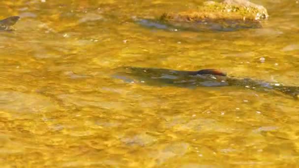 大麻哈鱼缓慢地沿着甘特卡河上游向产卵地迁移 用大块鲑鱼鱼产卵的瀑布 加拿大安大略省希望港Corbett大坝 — 图库视频影像