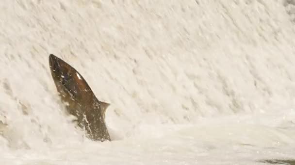 鲑鱼产卵 成年鲑鱼返回其自然的淡水栖息地产卵 鱼逆流而上 逆流而上 甘特卡河 科贝特大坝 希望港 安大略省 — 图库视频影像