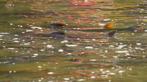 在加拿大安大略省希望港科贝特大坝的甘特卡河浅水区偷食鲑鱼 大群野生的奇努克鲑鱼或大西洋鲑鱼在溪流中跳跃时的慢动作 — 图库视频影像