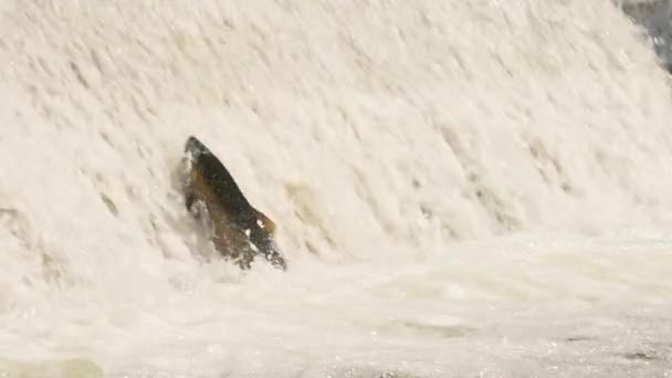 상류에 가나라스카 솟아오르는 치노크 연어의 움직임 생선이 심어져있는 Corbetts Dam — 비디오