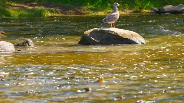 Desova Salmão Salmão Adulto Retornar Aos Seus Habitats Naturais Água — Vídeo de Stock