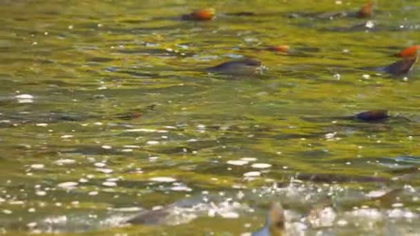 Zalm Vissen Zwemmen Springen Watervallen Slow Motion Gebroed Gemigreerd Chinook — Stockvideo