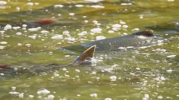 Lachse Die Laichen Erwachsene Lachse Kehren Ihre Natürlichen Lebensräume Süßwasser — Stockvideo