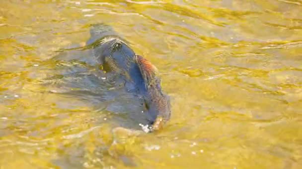 대서양이나 치누크 연어는 가나라스카 상류로 올라가서 움직임으로 새끼를 낳았습니다 물고기 — 비디오