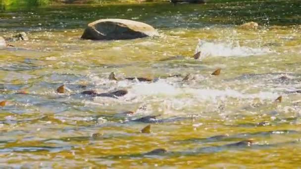 アトランティックまたはチノックサーモンは スローモーションで産卵のために上流にガナラスカ川を登ります サルモン魚の移住は 生息地に戻った コルベットのダム ポートホープ オンタリオ カナダ サーモンはローを置くために走ります — ストック動画