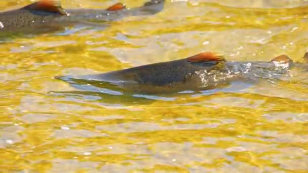鲑鱼鱼游过瀑布 动作缓慢 在加拿大安大略省希望港Corbett大坝的甘特卡河上的Chinook鲑鱼的滥捕和迁移 鲑鱼跑去产卵或产卵 — 图库视频影像