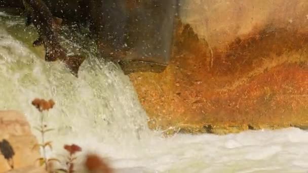 サーモン魚が泳ぎ 滝をジャンプし ゆっくりと動きます コルベットのダム ポートホープ オンタリオ カナダのガナラスカ川でチノックサーモンのスパウーンと移住 サーモンはローまたは卵を置くために走ります — ストック動画