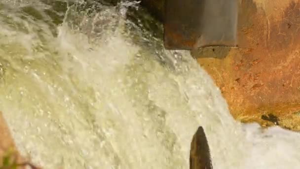 Атлантичний Або Чинокський Лосось Йде Вгору Річці Ґанараска Щоб Зародитися — стокове відео