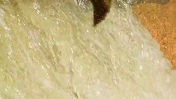 ガナラスカ川の上流に流れ込むチノクサーモンのゆっくりとした動きが起きる サケの魚の産卵した植物の滝 コルベットのダム ポートホープ オンタリオ カナダ — ストック動画