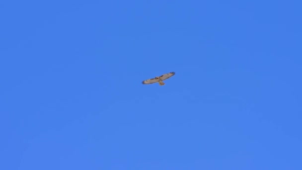 赤い尾の鷹の鳥は カナダのオンタリオ州トロントの空港近くの青い空を飛ぶ 市内の野生動物 — ストック動画