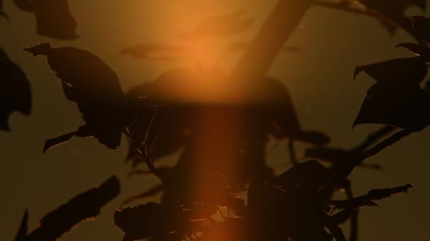 カナダのマニトゥー湖の秋の荒野の黄金の時間の日没でのゆっくりとした動き 素晴らしいと魔法の秋の木の枝のエピックサニーゴールデンとオレンジの太陽ディスクシルエット — ストック動画