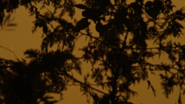 カナダのマニトゥー湖の秋の荒野の黄金の時間の日没でのゆっくりとした動き 素晴らしいと魔法の秋の木の枝のエピックサニーゴールデンとオレンジの太陽ディスクシルエット — ストック動画