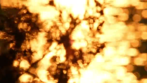 Сдвиг Фокуса Потрясающую Красоту Осеннего Заката Канадской Природы Золотой Час — стоковое видео