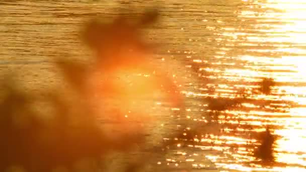 ゴールデンタイムでカナダの自然の素晴らしい秋の日没の美しさに焦点を当てる 秋の太陽のカレイドスコープは葉で漏れ 金の水の壮大な動き 活気に満ちた荒野の雄大な気分 — ストック動画